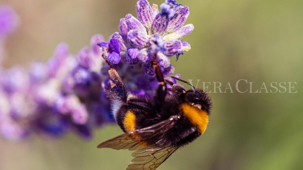 lavanda