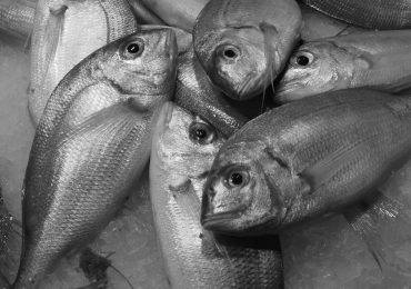 pesce