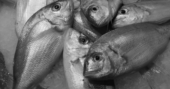 pesce