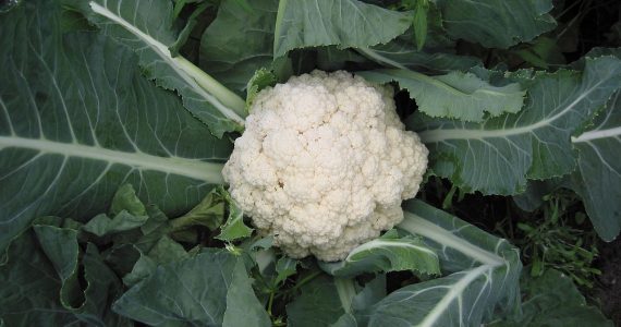 cavolfiore