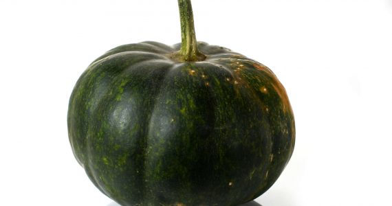 zucca