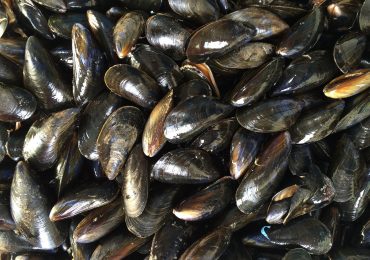 cozze