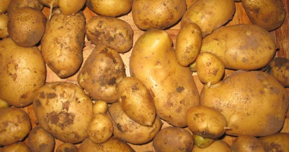 patate