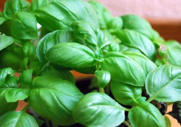 pesto