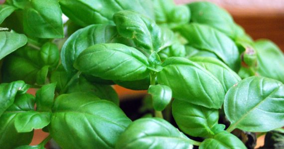 pesto
