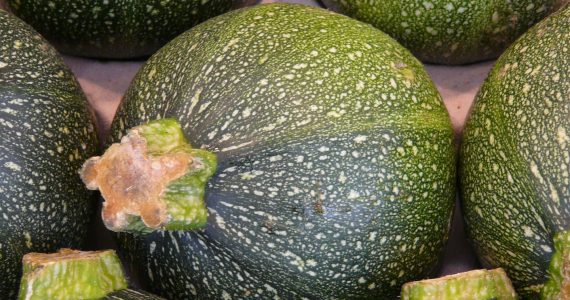 zucchine tonde
