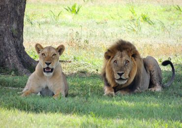 lions