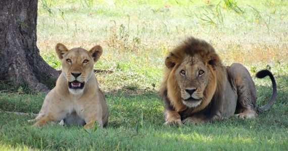 lions