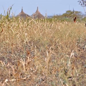 At least 8.2 million Ethiopians are in need of food aid, the government says, as the country braces for the effects of the El NiÃ±o weather phenomenon. An inter-agency assessment, led by the government, conducted in September 2015, identified 3.6 million people in need of food assistance â in addition to 4.55 million from the previous month. 

Plan International Ethiopia is responding to the food security crisis and has identified 5,387 sponsored children who have been affected. We are currently working with at-risk communities to prioritise the needs of children by implementing emergency nutrition response and livelihood recovery programmes in three of the most affected districts with funding support from USAID/OFDA.
