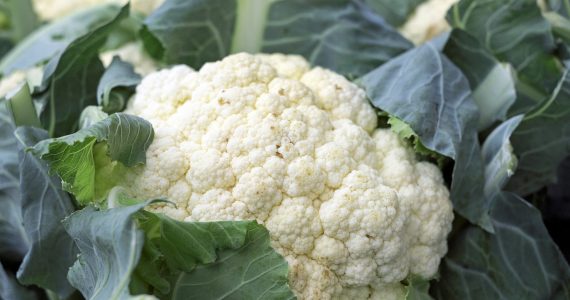 polpette di cavolfiore