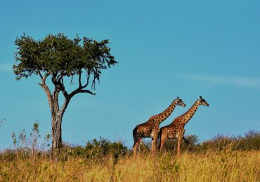 tanzania