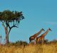 tanzania