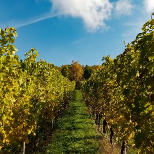 Da Firenze al Chianti in un giorno: tour tra vigneti,borghi e cantine
