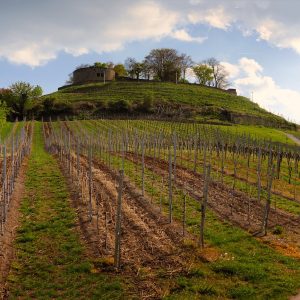 Da Firenze al Chianti in un giorno: tour tra vigneti,borghi e cantine