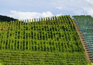 vigneti_tour