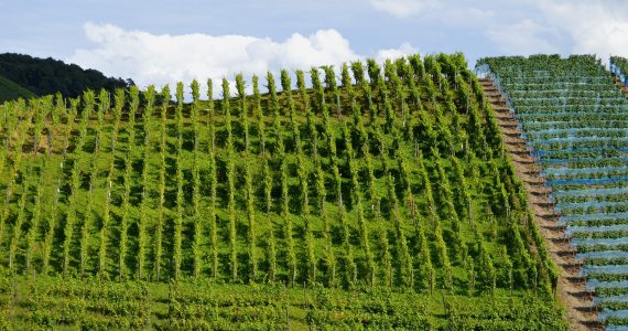 vigneti_tour