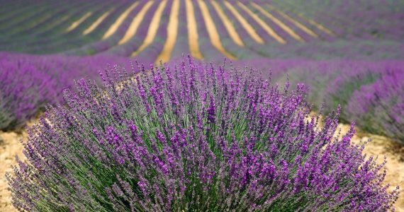 provenza-francia