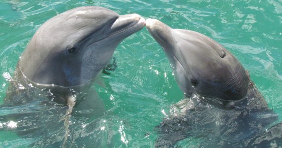 delfini-oman