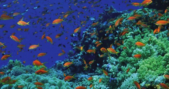 diving sharm el sheik
