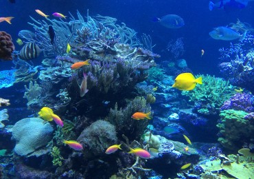 underwater