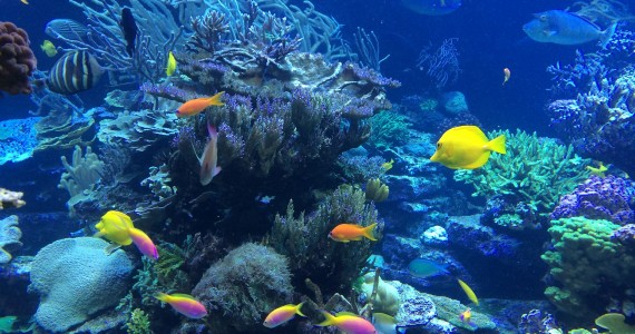underwater