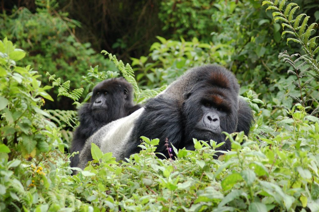Parco della foresta impenetrabile di Bwindi, Uganda