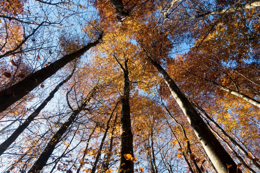 pollino autunno