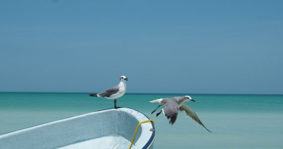 holbox