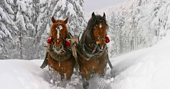 alto-adige-masi-gallo-rosso