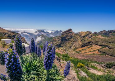 madeira