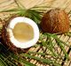 cocco