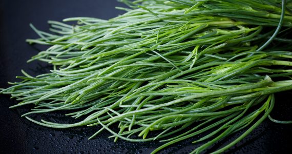 saltwort-2521827_1920