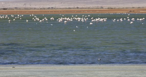 eilat-israele