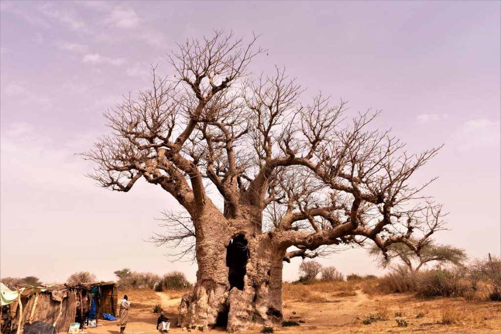 albero-di-baobab