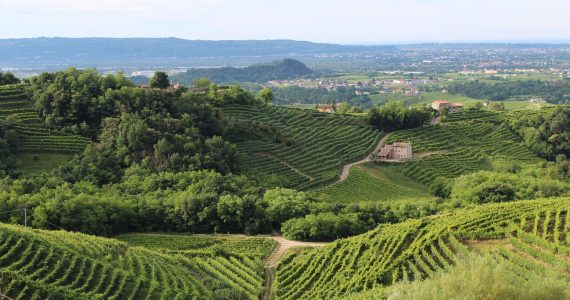 Colline del Prosecco