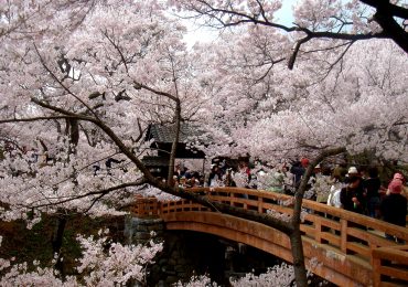ciliegi in fiore Japan