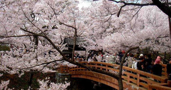 ciliegi in fiore Japan