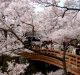 ciliegi in fiore Japan