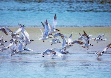 UNESCO riserve migratori