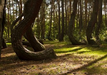 foresta STORTA polonia