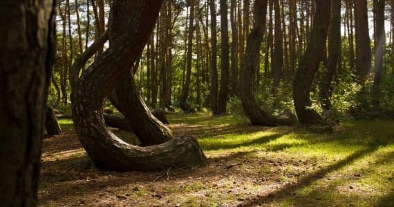 foresta STORTA polonia