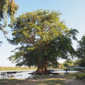 Etiopia lago Ziway