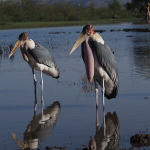 Etiopia lago Ziway