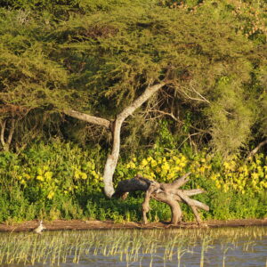 Etiopia lago Ziway