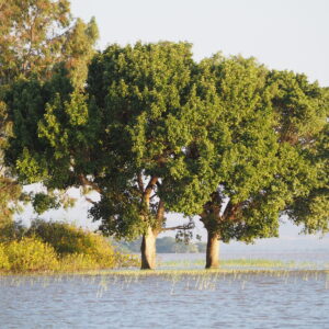 Etiopia lago Ziway
