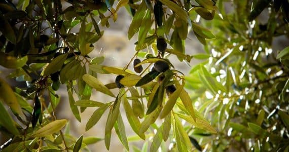 estratto di foglie di olivo