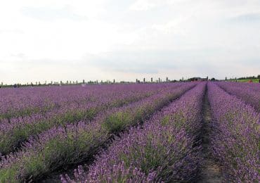 campi lavanda polesine