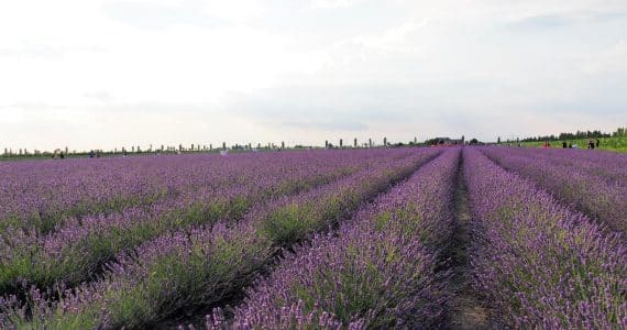 campi lavanda polesine