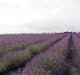 campi lavanda polesine