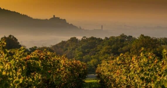 Soave